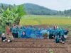 PKK Banjar Bersama KWT Berkah Optimalkan Lahan Produktif, Tanam Ratusan Cabai dan Jagung