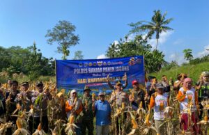 Dukung Swasembada Pangan 2026, Kapolres Banjar Hadiri Panen Raya Jagung di Binangun