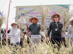 Panen Perdana Padi Organik di Pamarican, Ciamis Perkuat Komitmen Pertanian Berkelanjutan