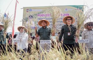 Panen Perdana Padi Organik di Pamarican, Ciamis Perkuat Komitmen Pertanian Berkelanjutan