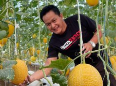 Wisata Petik Melon Galbarman Farm Dibuka Kembali, Bisa Petik Sendiri Sambil Swafoto