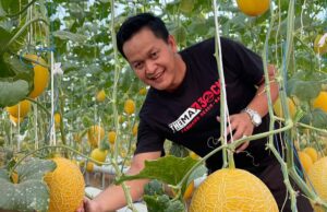 Wisata Petik Melon Galbarman Farm Dibuka Kembali, Bisa Petik Sendiri Sambil Swafoto